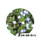 花と花言葉（個別スタンプ：5）