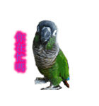 Seven parrots-Mark（個別スタンプ：5）