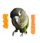 Seven parrots-Mark（個別スタンプ：6）