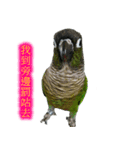 Seven parrots-Mark（個別スタンプ：7）