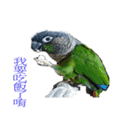 Seven parrots-Mark（個別スタンプ：9）