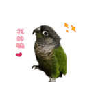 Seven parrots-Mark（個別スタンプ：12）