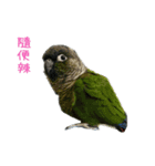 Seven parrots-Mark（個別スタンプ：14）