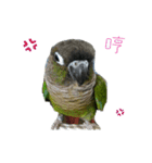 Seven parrots-Mark（個別スタンプ：16）