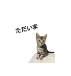 ねこ、ペリドット（個別スタンプ：5）