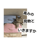 ねこ、ペリドット（個別スタンプ：39）