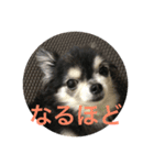 my pretty DOG Hana（個別スタンプ：2）