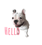 oppo frenchbulldog（個別スタンプ：2）