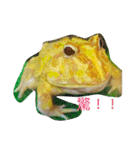 frogs daily（個別スタンプ：1）