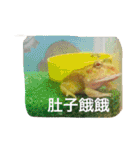 frogs daily（個別スタンプ：5）