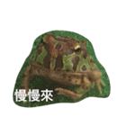 frogs daily（個別スタンプ：10）