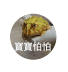 frogs daily（個別スタンプ：24）