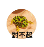 frogs daily（個別スタンプ：34）