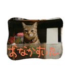 catsdogs（個別スタンプ：4）