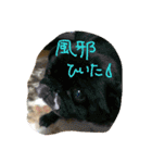 catsdogs（個別スタンプ：9）