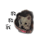 Lai baby sister dog life（個別スタンプ：6）