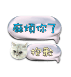 Double Cats 4（個別スタンプ：14）