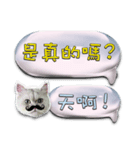 Double Cats 4（個別スタンプ：17）