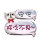 Double Cats 4（個別スタンプ：19）