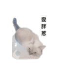 CB Cats Part II（個別スタンプ：10）