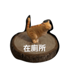 cutecatmiao（個別スタンプ：21）