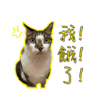 Cats of Jobobo（個別スタンプ：3）