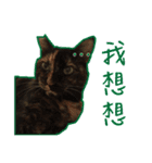 Cats of Jobobo（個別スタンプ：7）