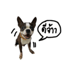 Dollar Boston Dog2（個別スタンプ：1）