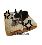 Dollar Boston Dog2（個別スタンプ：16）