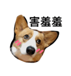 #corgi（個別スタンプ：2）