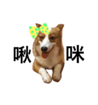 #corgi（個別スタンプ：9）