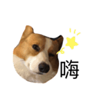 #corgi（個別スタンプ：11）