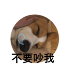 #corgi（個別スタンプ：12）