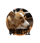 #corgi（個別スタンプ：14）