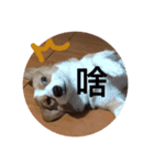 #corgi（個別スタンプ：16）