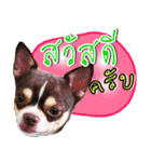 Dog Club No 8（個別スタンプ：1）