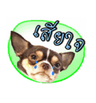 Dog Club No 8（個別スタンプ：9）