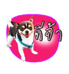 Dog Club No 8（個別スタンプ：14）