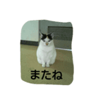 山梨大学のねこ（個別スタンプ：8）