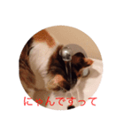 メロ吉(=^x^=)（個別スタンプ：4）