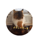 メロ吉(=^x^=)（個別スタンプ：7）