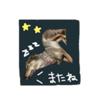 愛犬ルビーパート3（個別スタンプ：1）