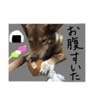 愛犬ルビーパート3（個別スタンプ：3）