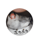 手乗り文鳥ぴーちゃん（個別スタンプ：13）