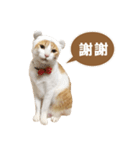 Wo-mi cat（個別スタンプ：4）