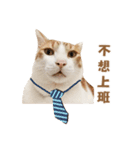 Wo-mi cat（個別スタンプ：5）