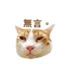 Wo-mi cat（個別スタンプ：11）