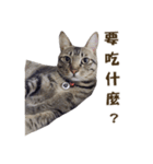 bboylilshan's cats（個別スタンプ：5）