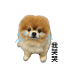 Pomeranian DuDu（個別スタンプ：2）