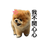 Pomeranian DuDu（個別スタンプ：3）